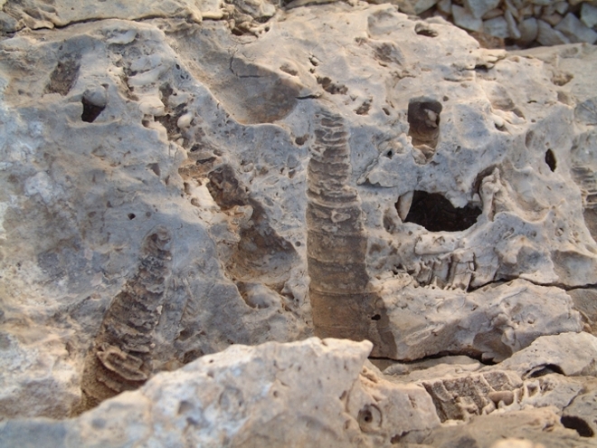 Impronte di fossili